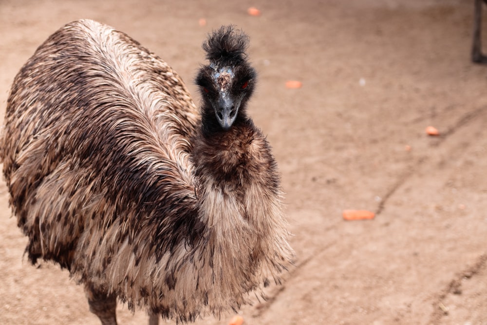 an ostrich is standing in the dirt