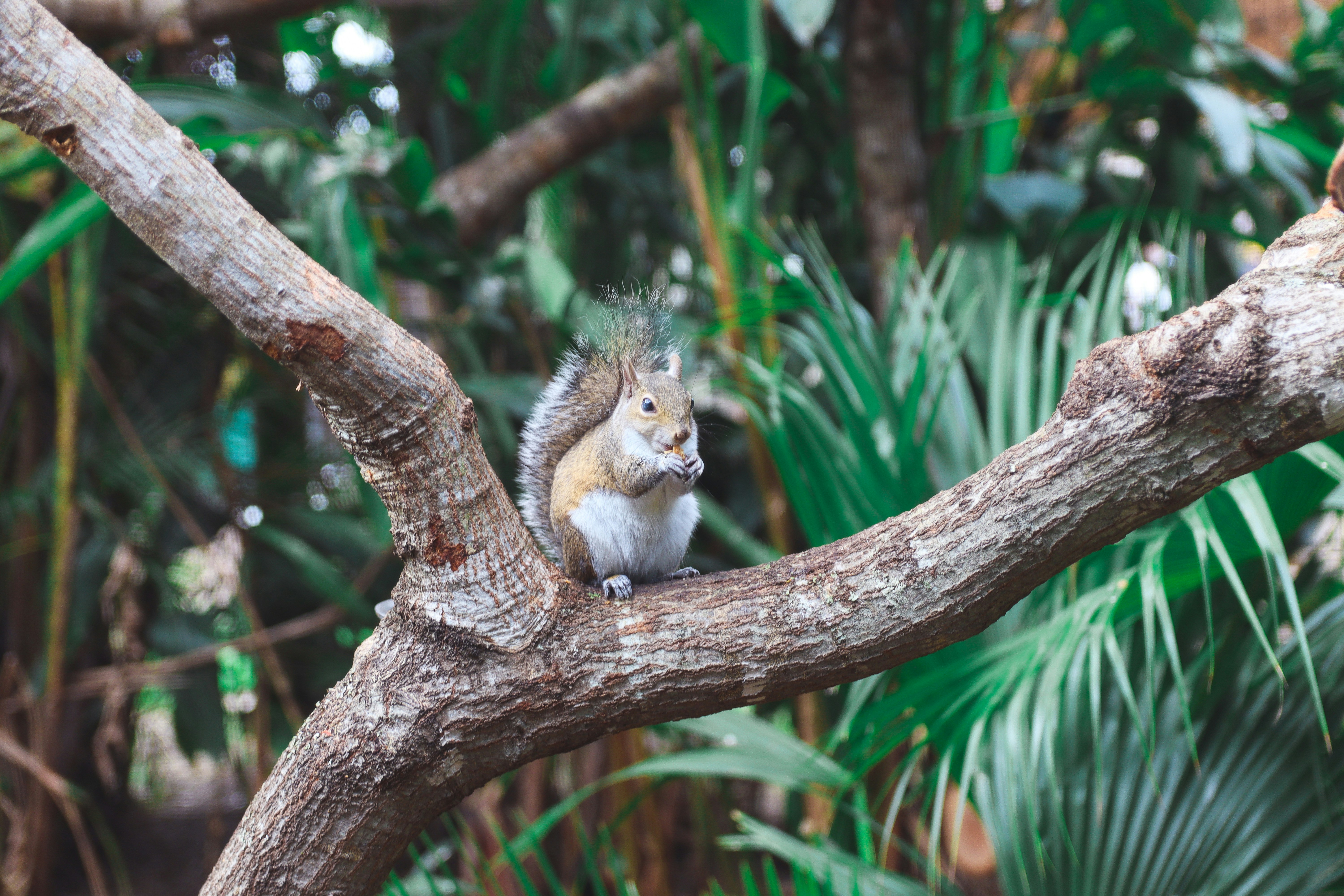 a squirrel is sitting on a tree branch