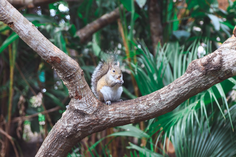 a squirrel is sitting on a tree branch