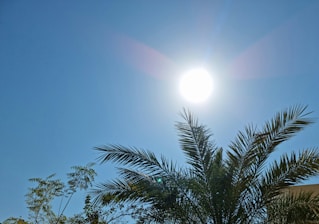 a palm tree with the sun in the background
