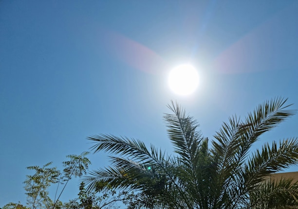 a palm tree with the sun in the background