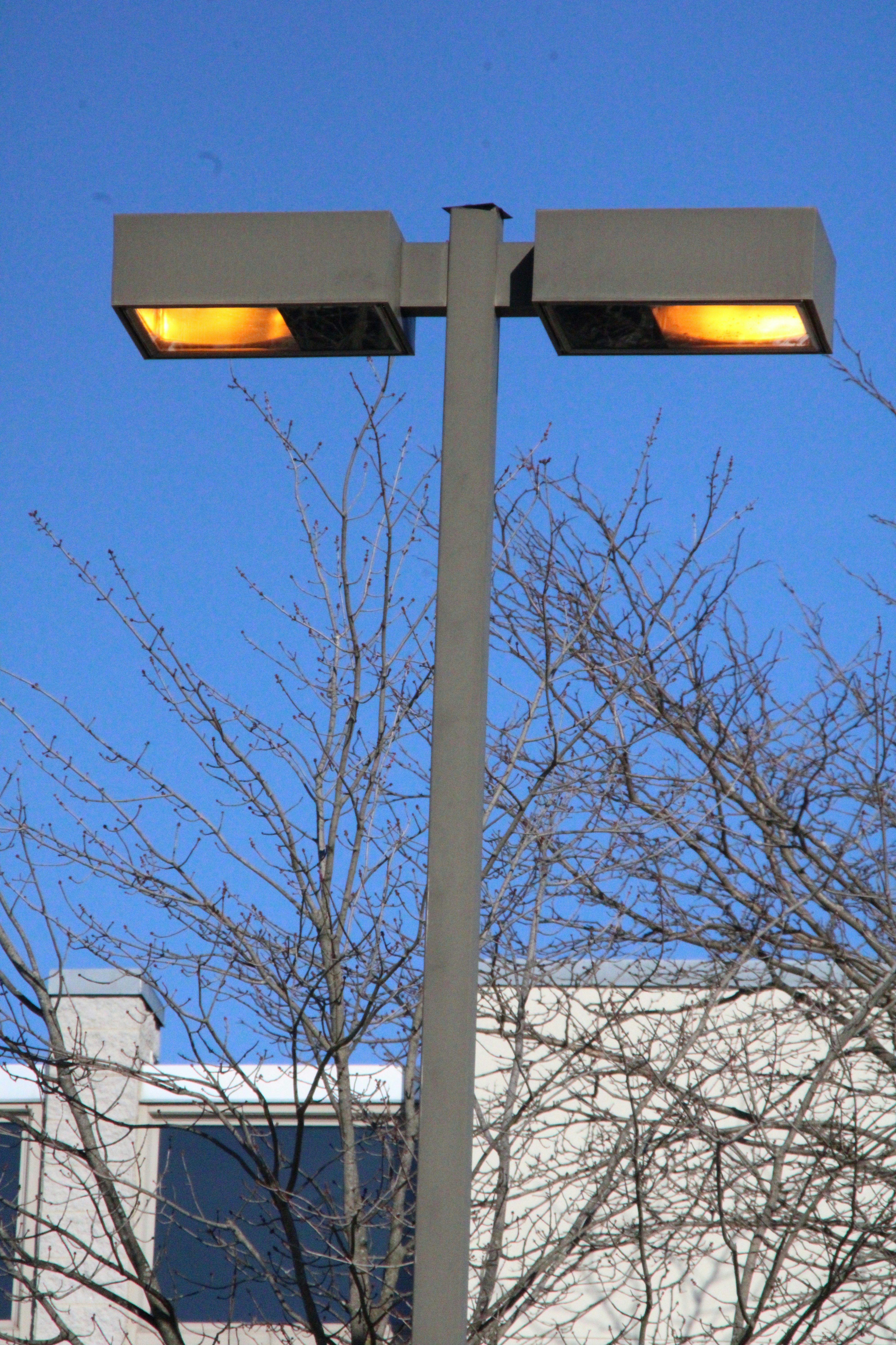 a couple of street lights sitting next to a tree