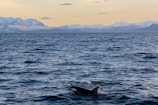 A calm ocean stretches into the distance, merging with the overcast sky. Snow-capped mountains sit on the horizon, adding a serene, majestic backdrop. In the foreground, a killer whale gracefully swims, partly submerged, showcasing its distinctive black and white pattern.
