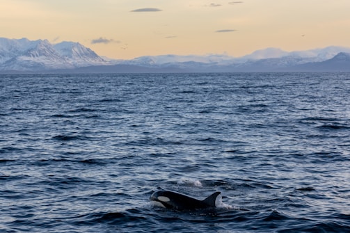 A calm ocean stretches into the distance, merging with the overcast sky. Snow-capped mountains sit on the horizon, adding a serene, majestic backdrop. In the foreground, a killer whale gracefully swims, partly submerged, showcasing its distinctive black and white pattern.
