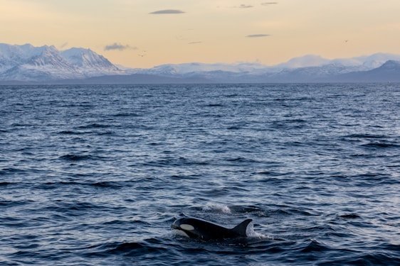 A calm ocean stretches into the distance, merging with the overcast sky. Snow-capped mountains sit on the horizon, adding a serene, majestic backdrop. In the foreground, a killer whale gracefully swims, partly submerged, showcasing its distinctive black and white pattern.