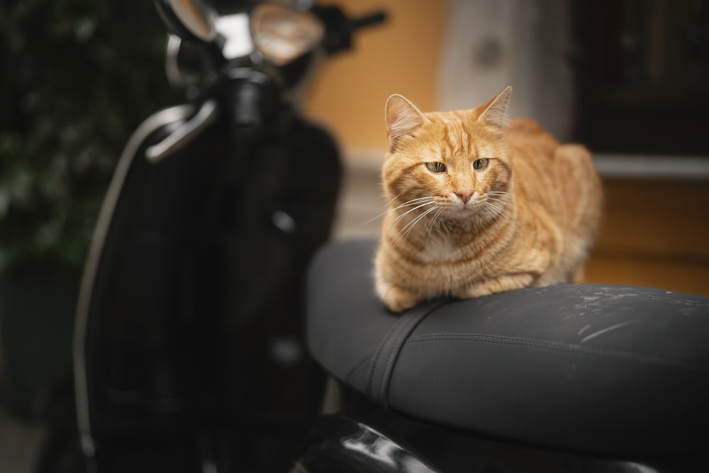 Un gato sentado en un asiento de motocicleta negro
