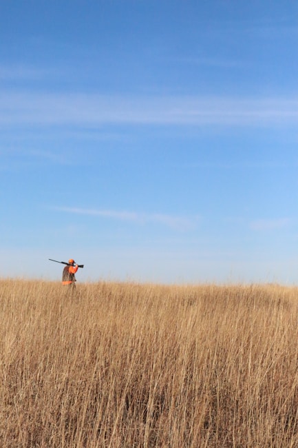 A person wearing an orange hat and vest is carrying a firearm over their shoulder, walking through a field of tall, golden grass under a clear blue sky.