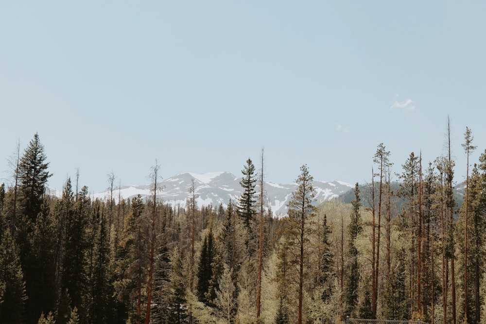 a forest filled with lots of tall pine trees