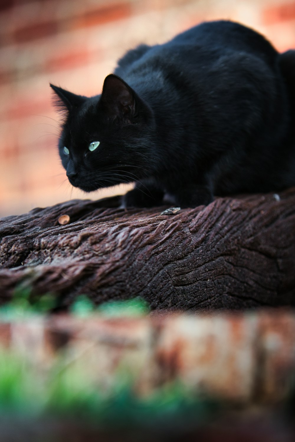 Eine schwarze Katze sitzt auf einem Baumstamm