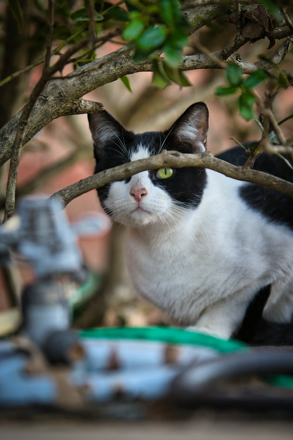 Eine schwarz-weiße Katze sitzt in einem Baum