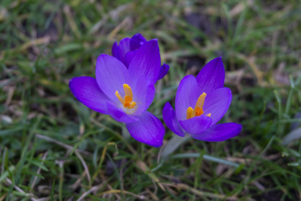 a couple of purple flowers sitting on top of a lush green field