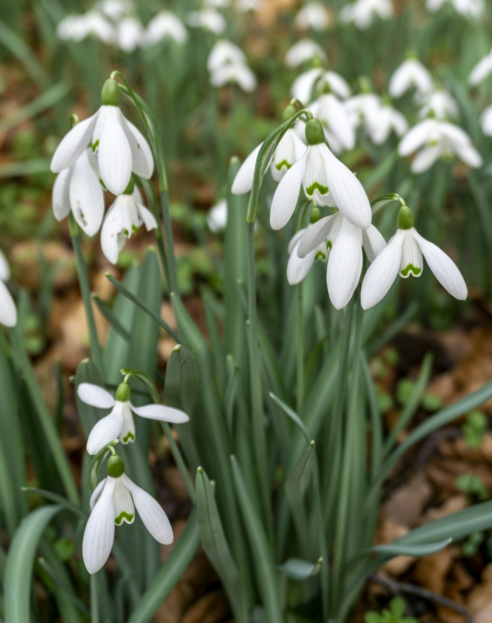 a bunch of white flowers that are in the grass