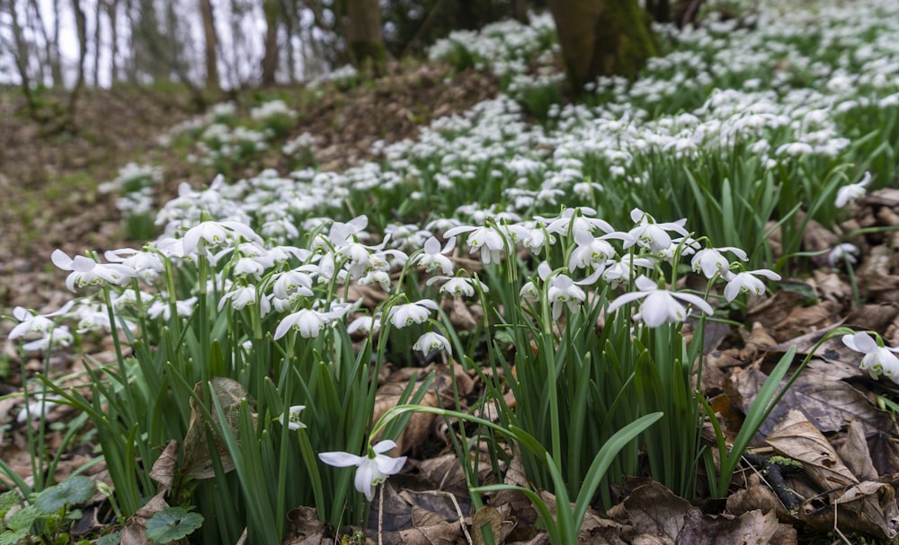 a bunch of white flowers that are in the grass