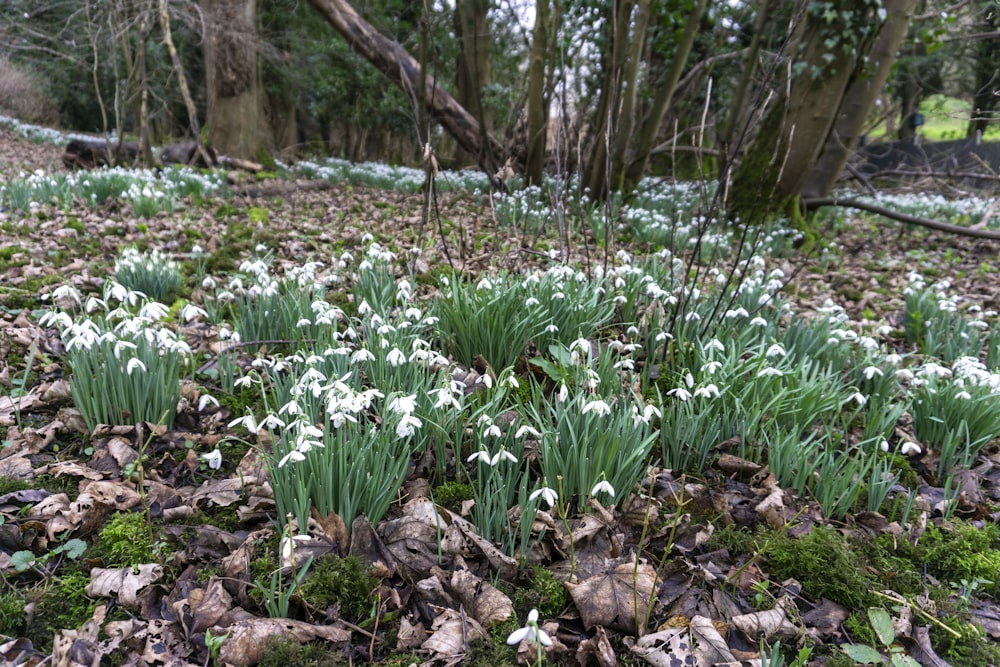 a bunch of flowers that are in the grass