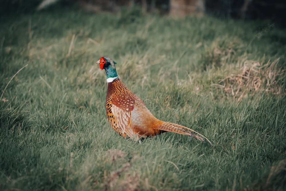 a pheasant is standing in the tall grass