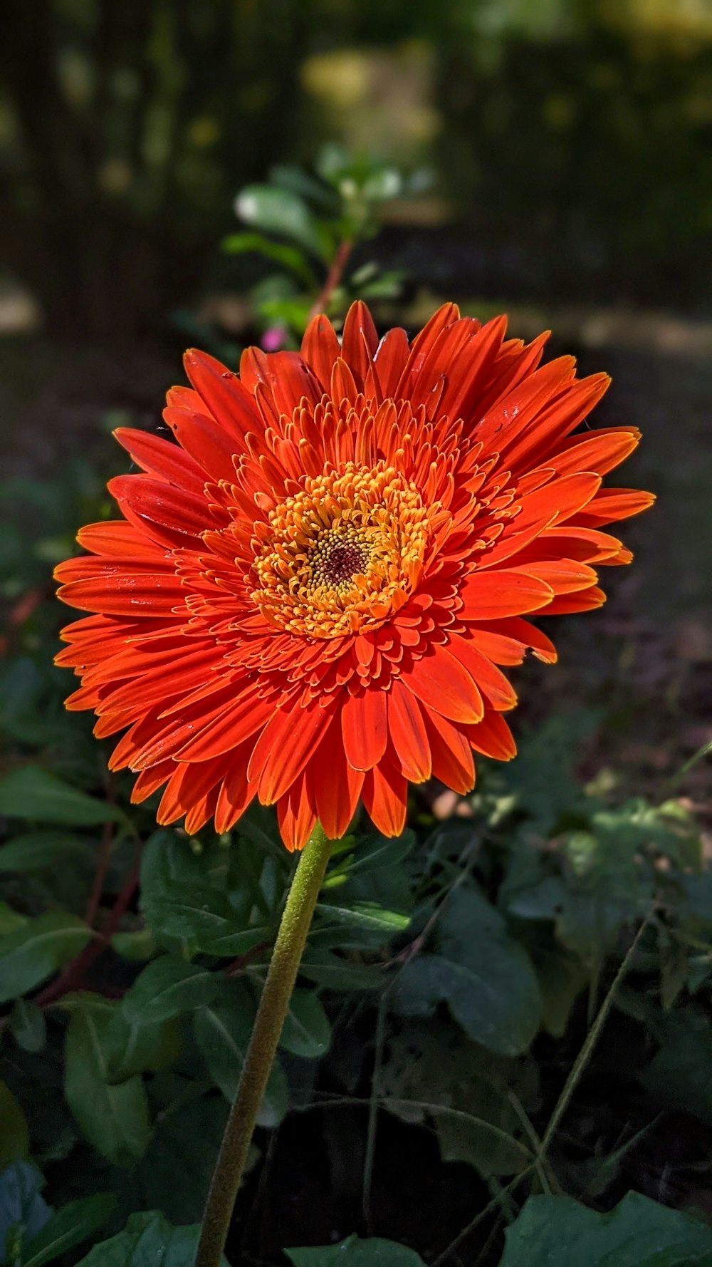 a red flower with a yellow center in a garden