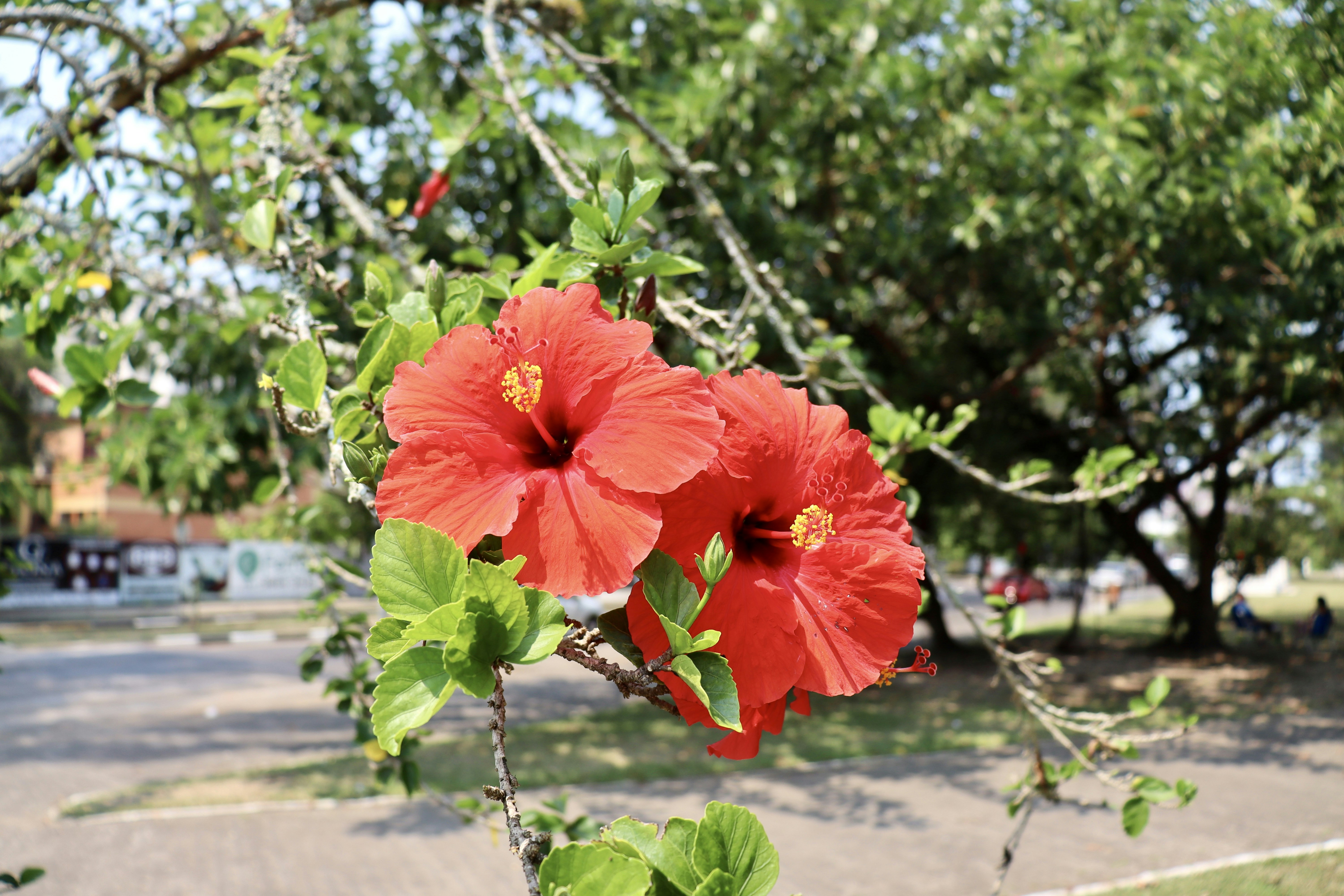 duas flores vermelhas que desabrocham em um galho de árvore