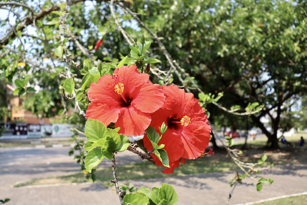 two red flowers blooming on a tree branch