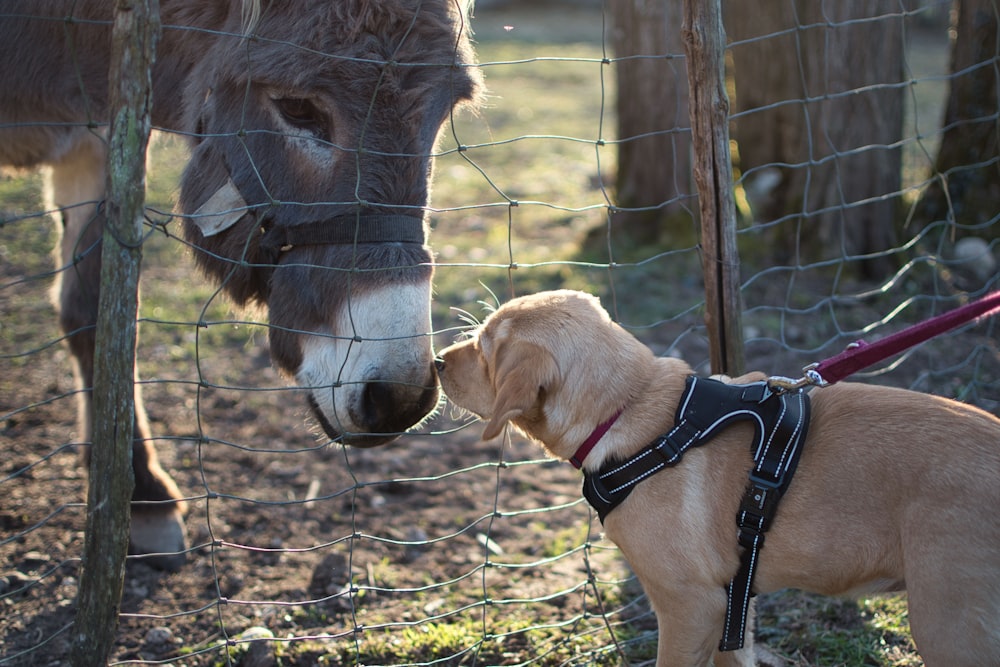 a dog sniffing a donkey through a fence