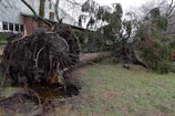 a large tree that has fallen over in a yard