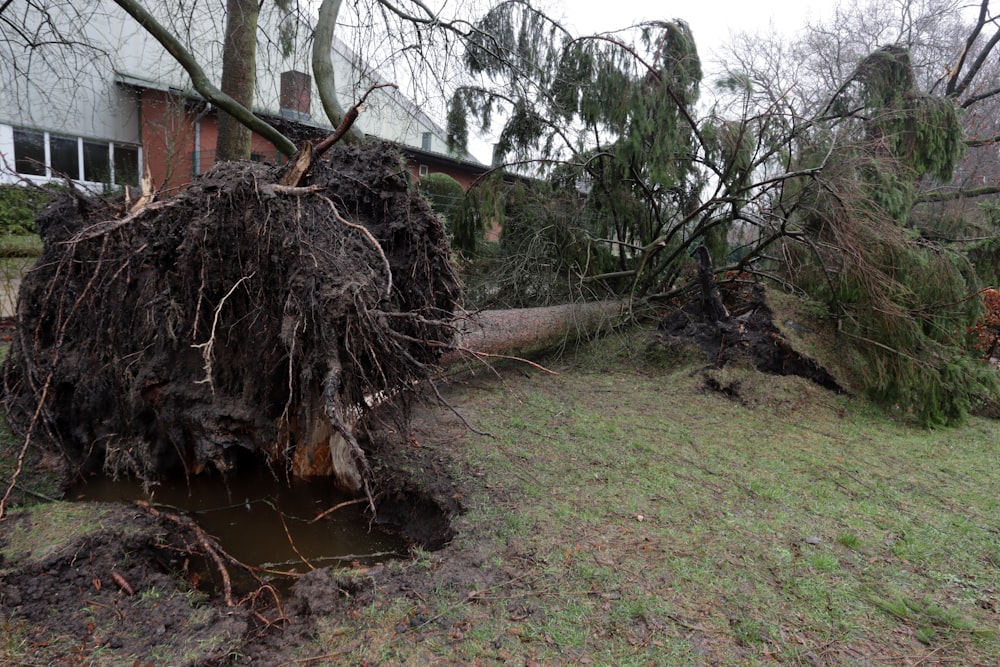 a large tree that has fallen over in a yard