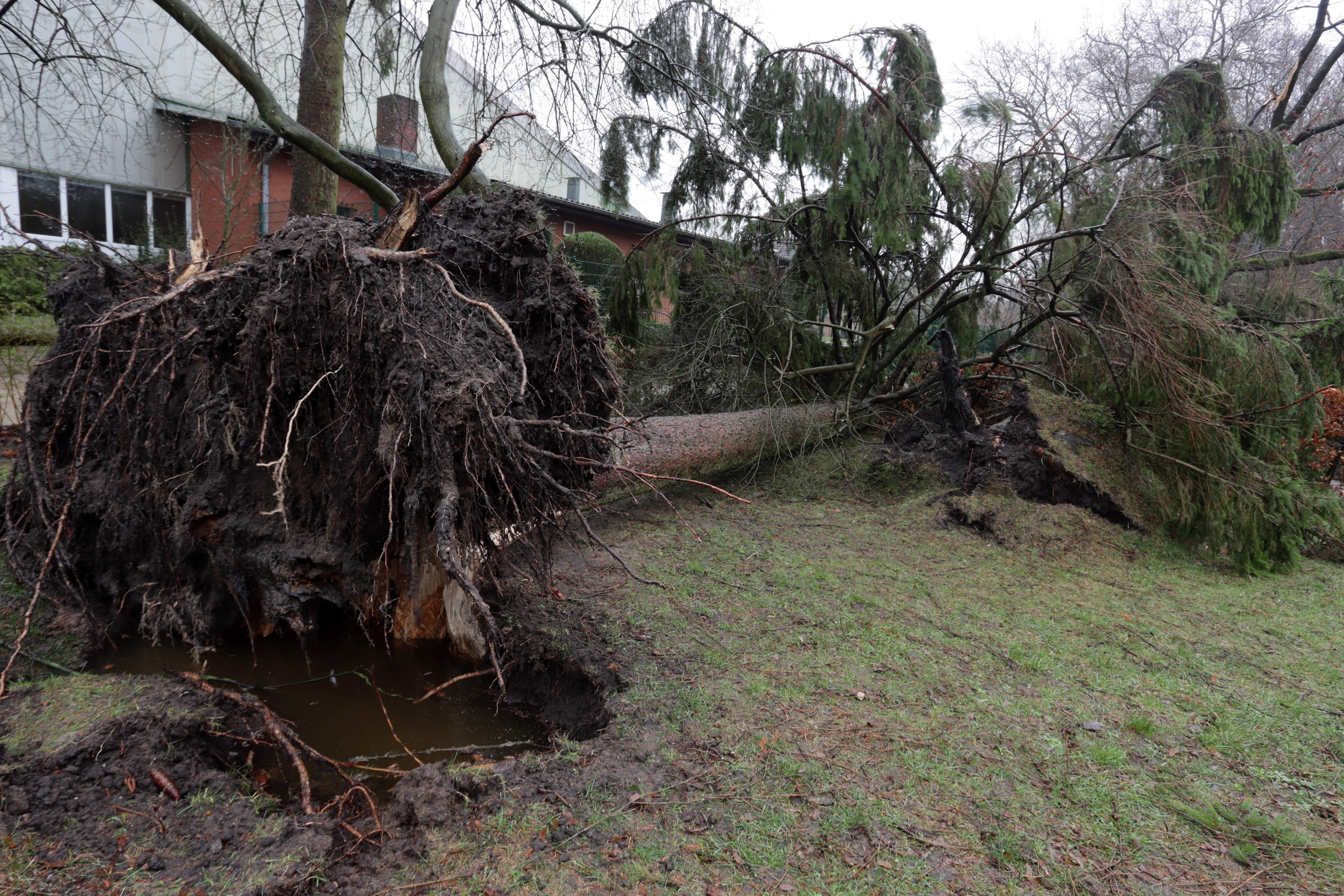 Yard cleanup