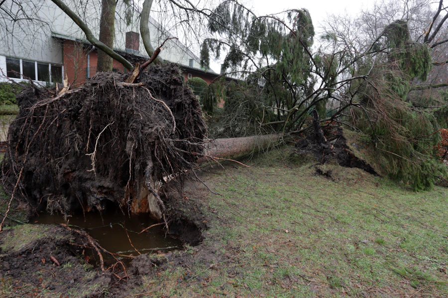 Large uprooted tree lying across a lawn after a storm