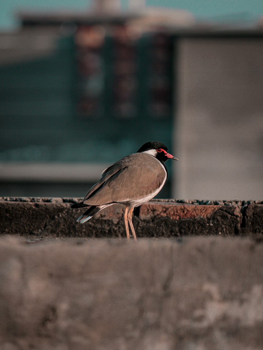 a bird is standing on the edge of a wall