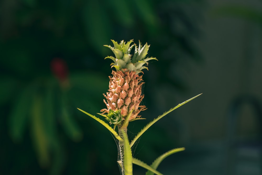 a pineapple plant with green leaves in the background