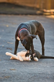 A black dog with a red collar is gently nudging a black and white cat lying on the ground. The scene is set outdoors on a paved area, with the dog appearing curious or friendly towards the cat.