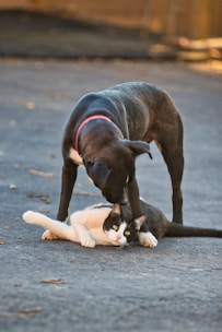 A black dog with a red collar is gently nudging a black and white cat lying on the ground. The scene is set outdoors on a paved area, with the dog appearing curious or friendly towards the cat.