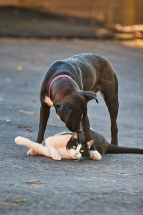 A black dog with a red collar is gently nudging a black and white cat lying on the ground. The scene is set outdoors on a paved area, with the dog appearing curious or friendly towards the cat.