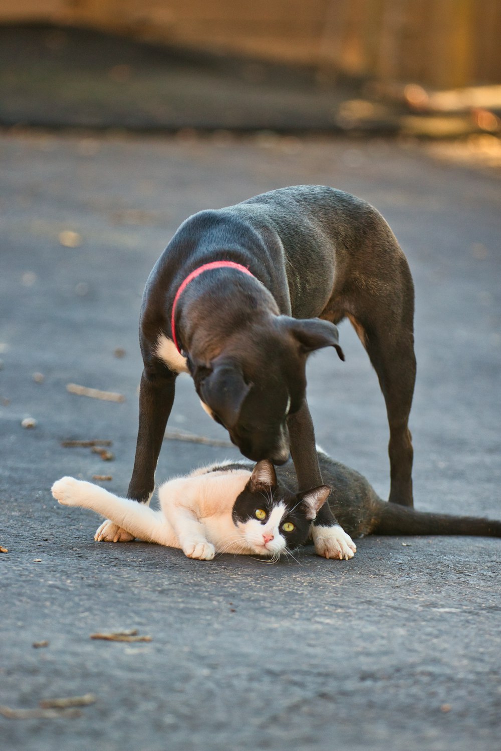 a dog playing with a cat on the street