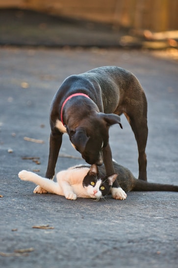 A black dog with a red collar is gently nudging a black and white cat lying on the ground. The scene is set outdoors on a paved area, with the dog appearing curious or friendly towards the cat.