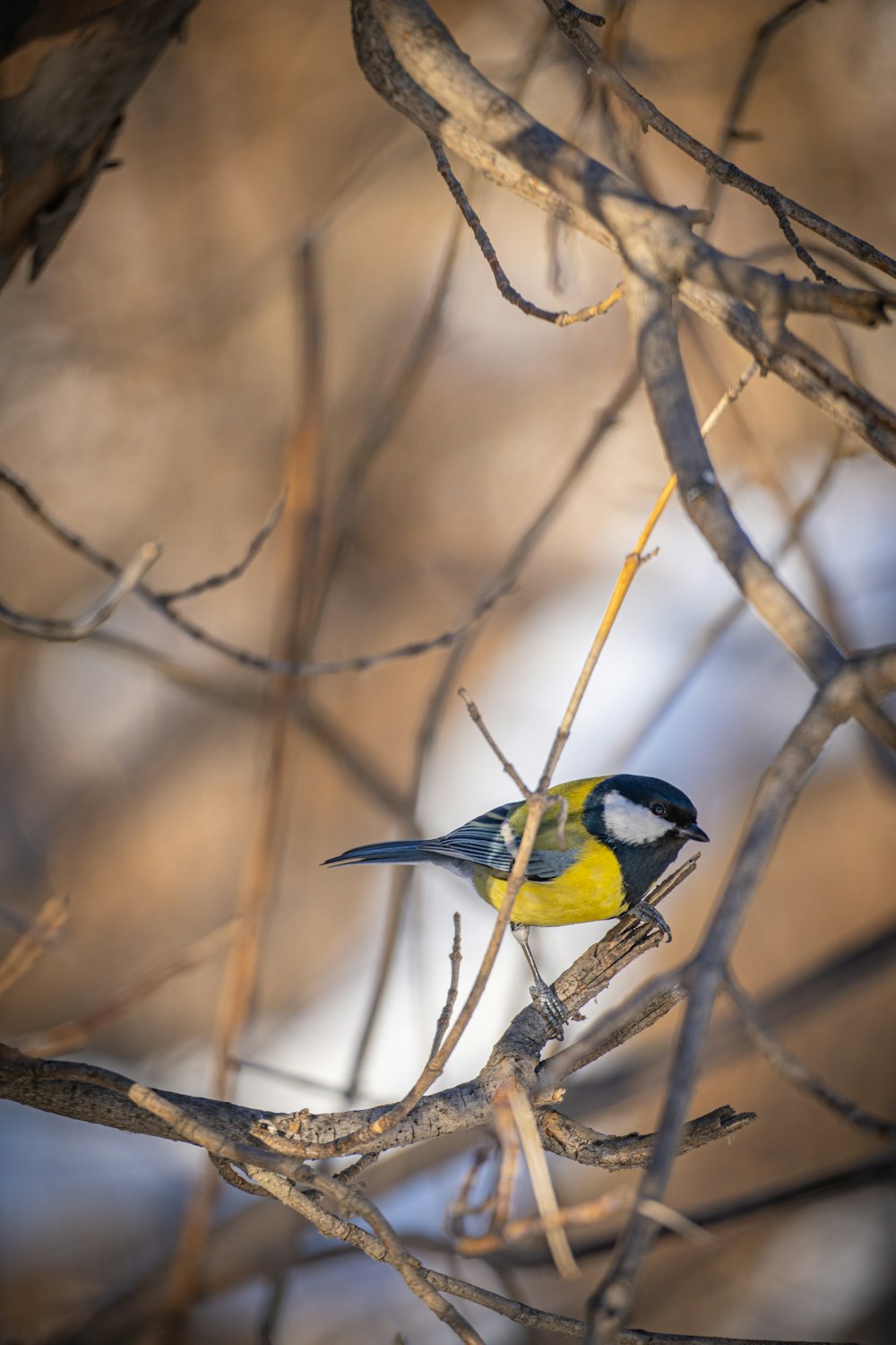 a small yellow and black bird perched on a branch