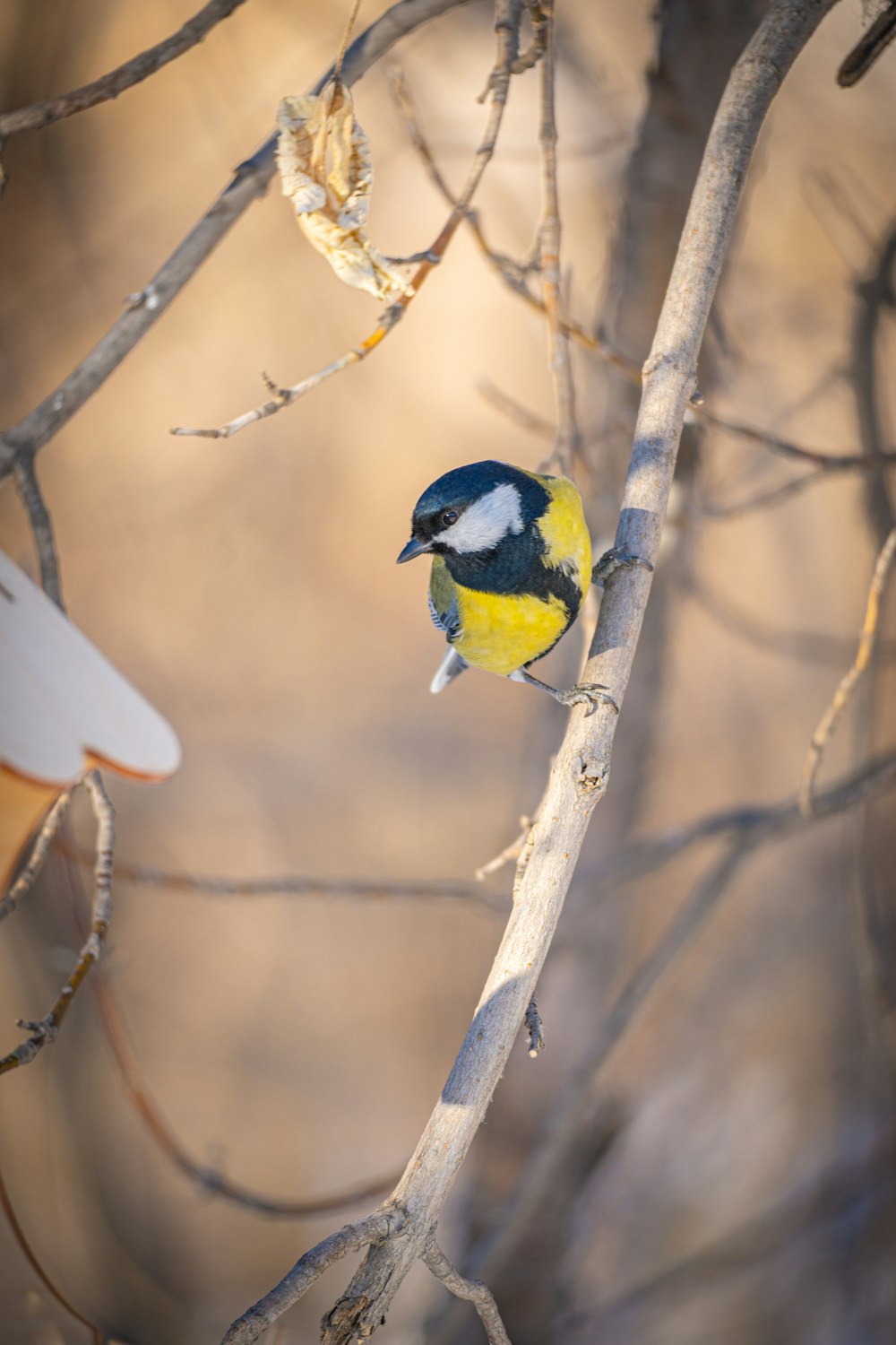 a small bird perched on a tree branch