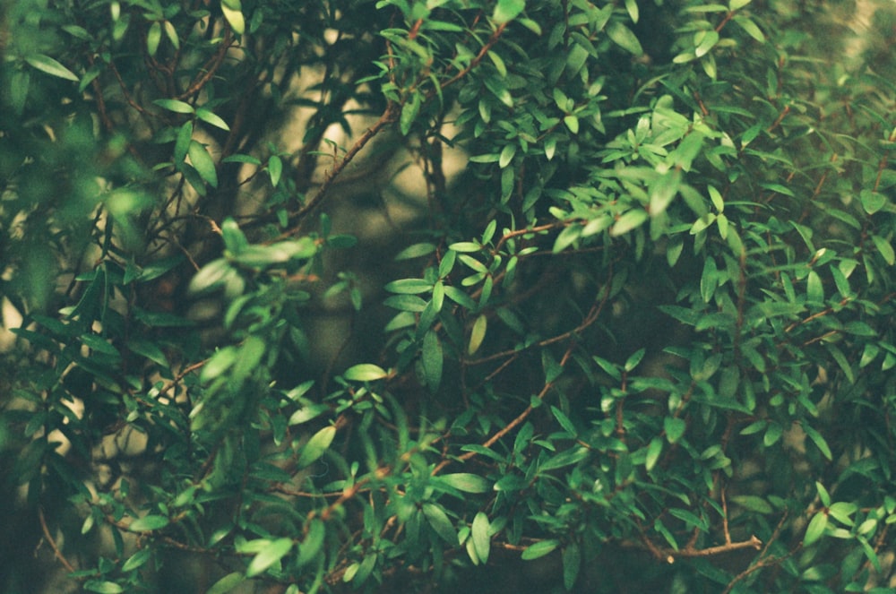 a bird is perched on a tree branch