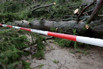 A large fallen tree lies on the ground, surrounded by various branches and debris. A red and white caution tape is stretched across the scene, indicating a potentially dangerous or restricted area. The environment appears to be outdoors, possibly in a forest or park area, with damp ground visible beneath the branches.