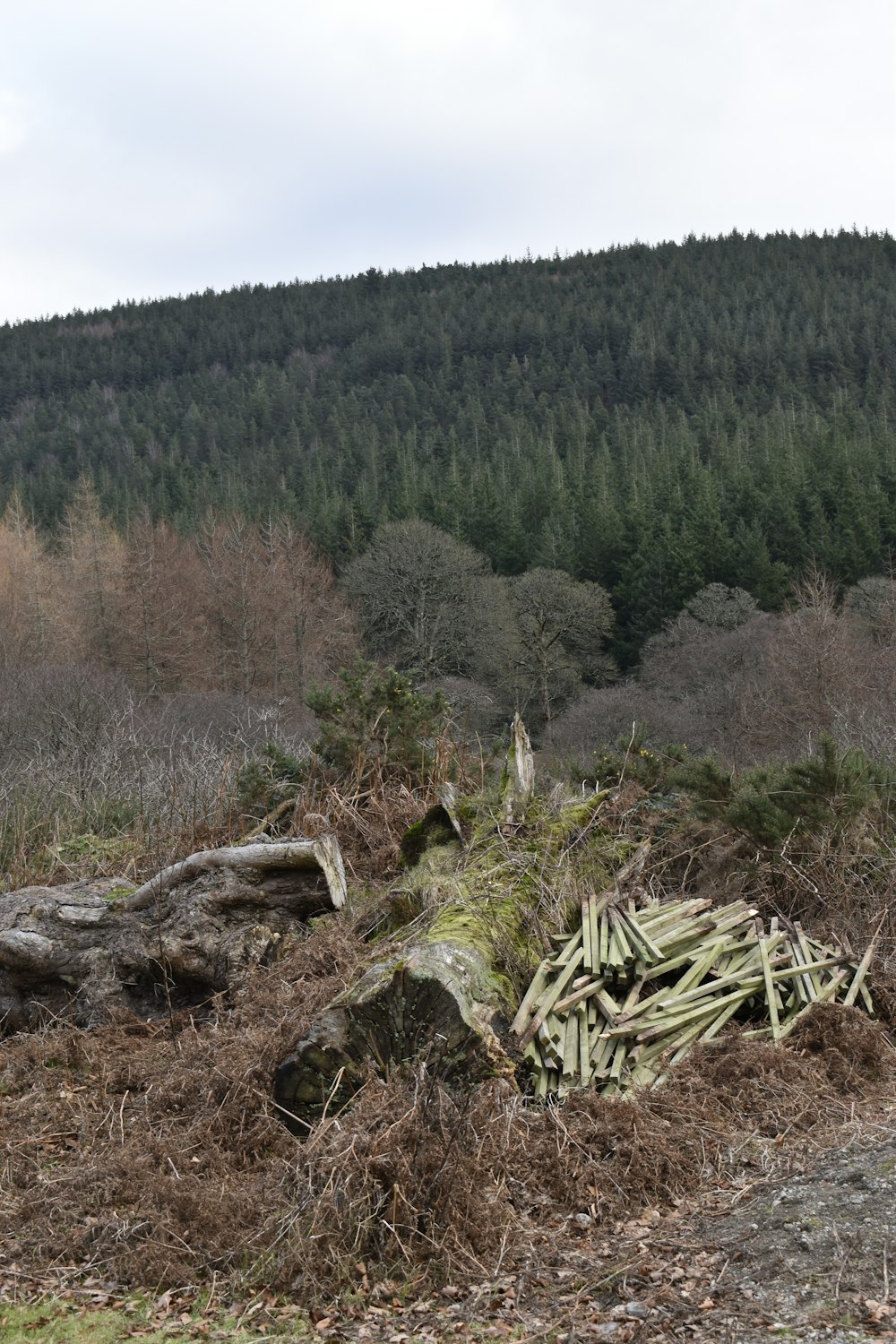 a pile of wood sitting in the middle of a forest