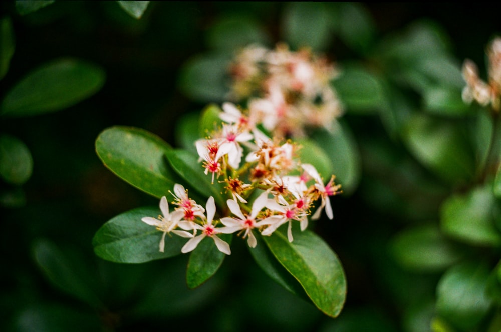 a close up of a bunch of flowers on a tree