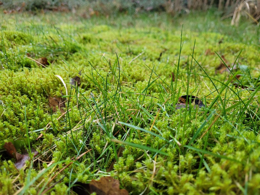 a small bird sitting in the middle of a green field