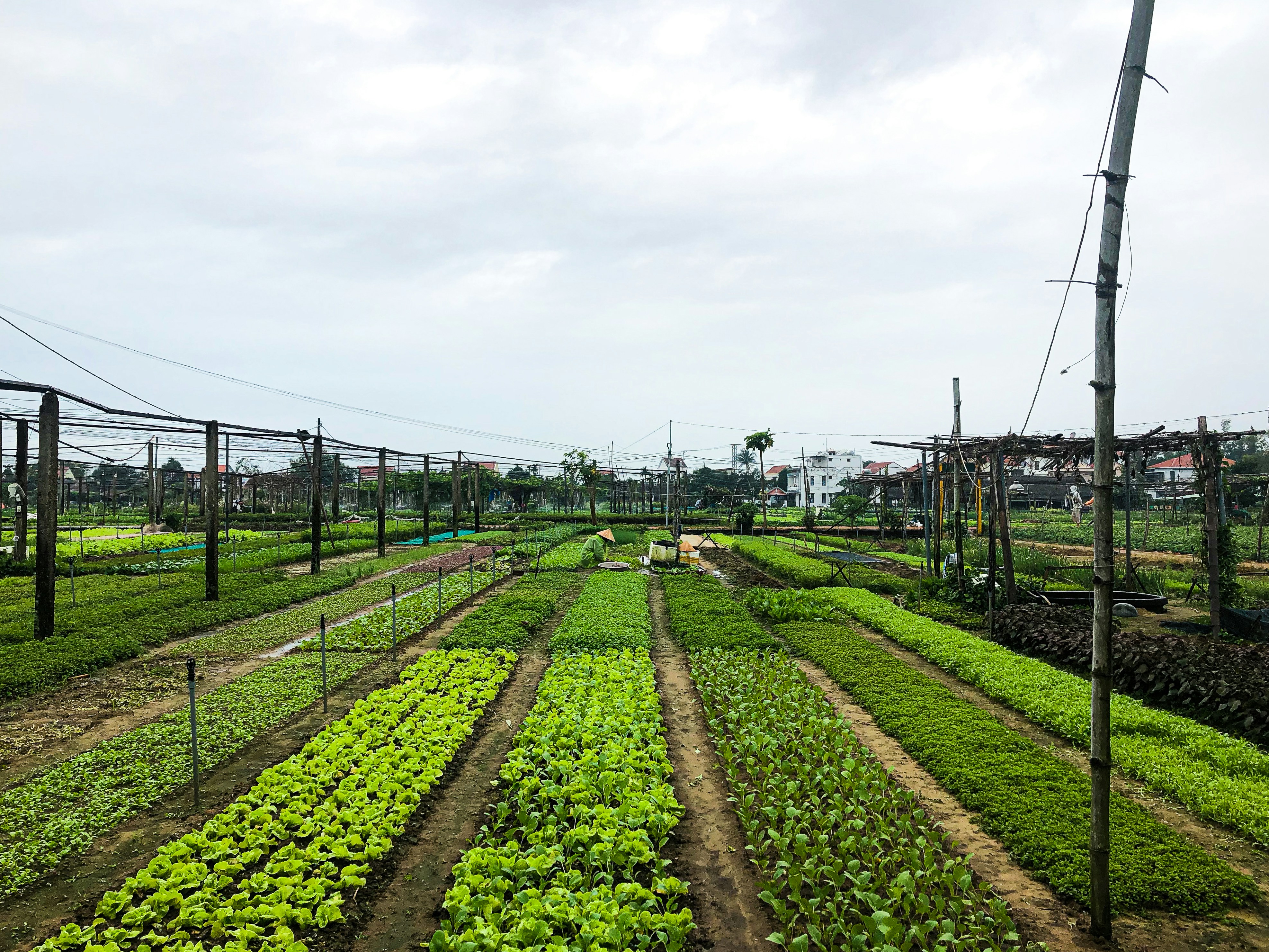 rows of lettuce growing in a garden