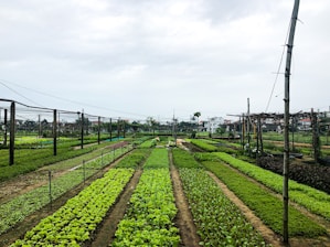 rows of lettuce growing in a garden