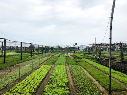 rows of lettuce growing in a garden