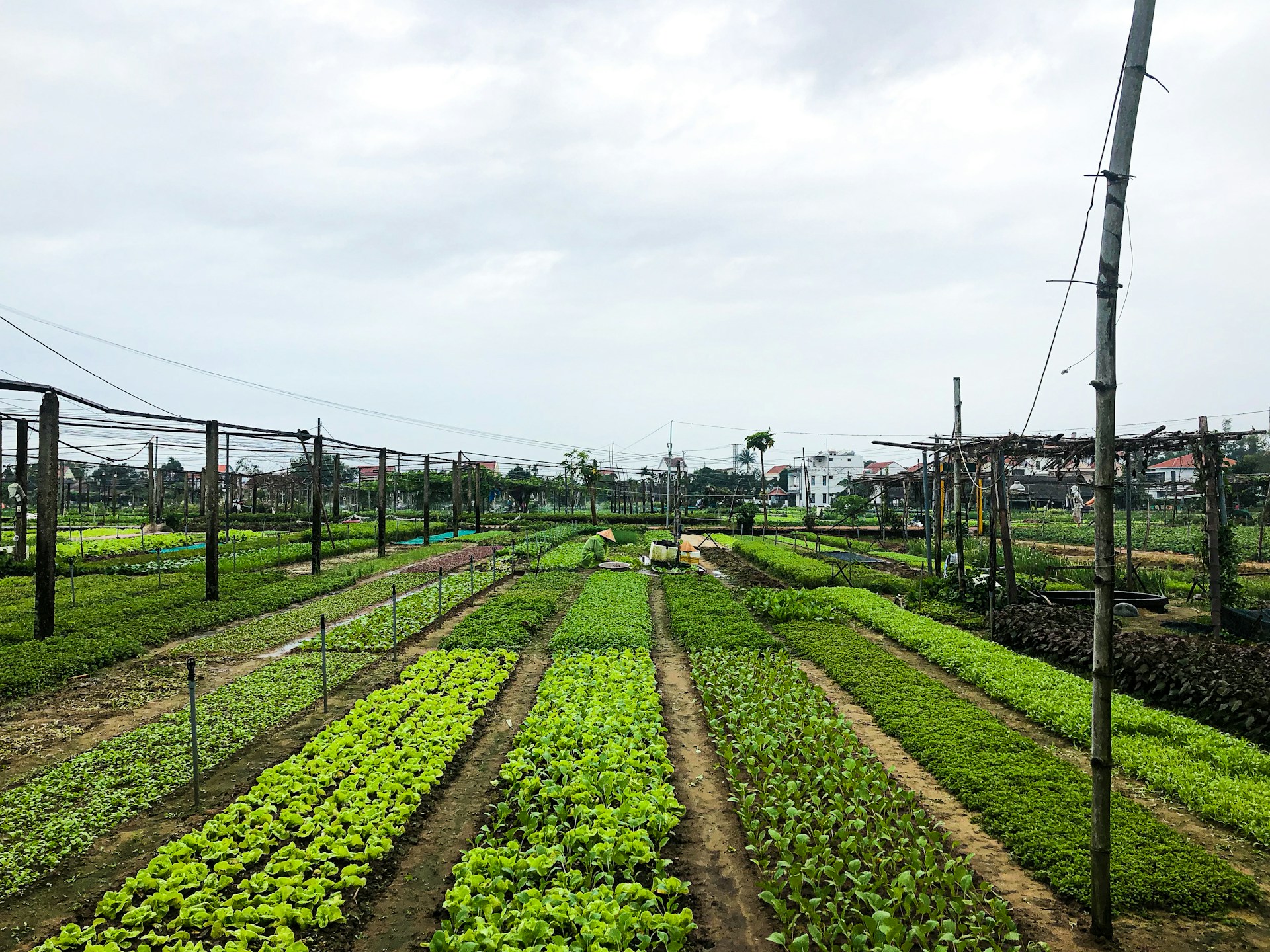 rows of lettuce growing in a garden