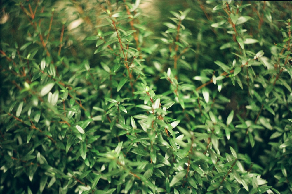 a close up of a bush with green leaves