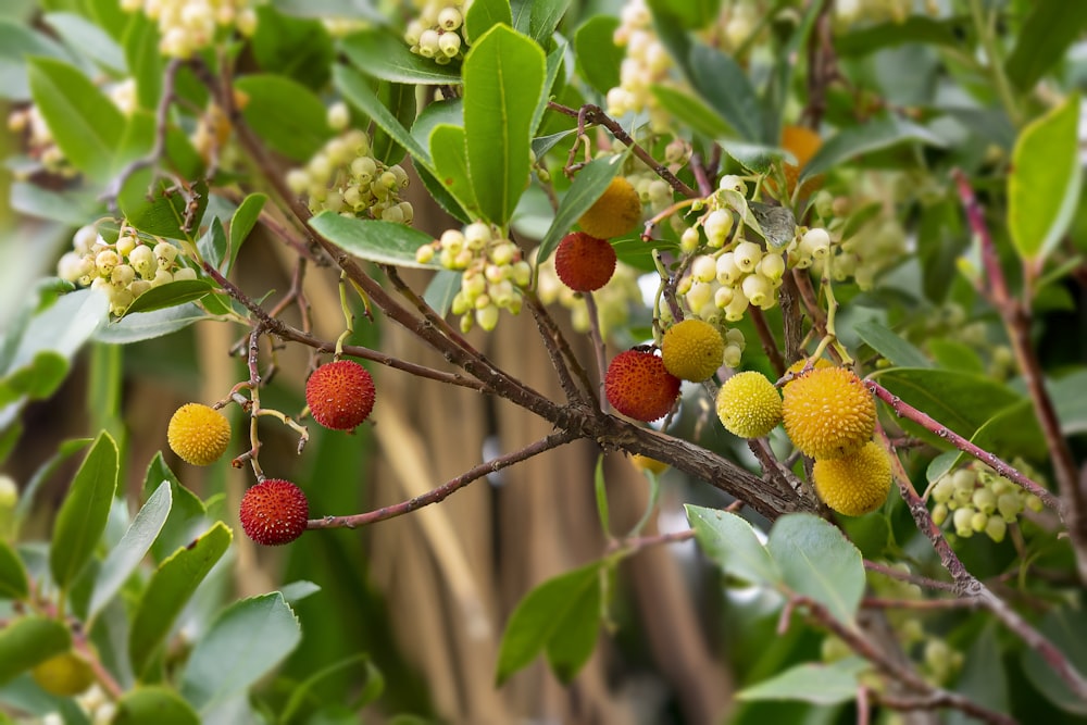 a bunch of berries are growing on a tree