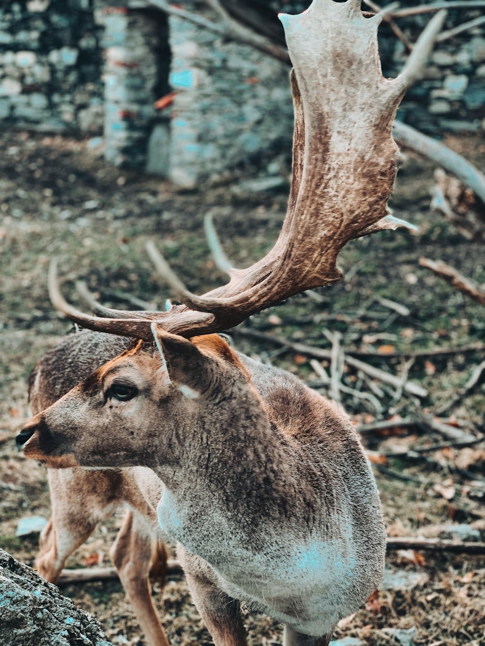 a deer with antlers standing in a field