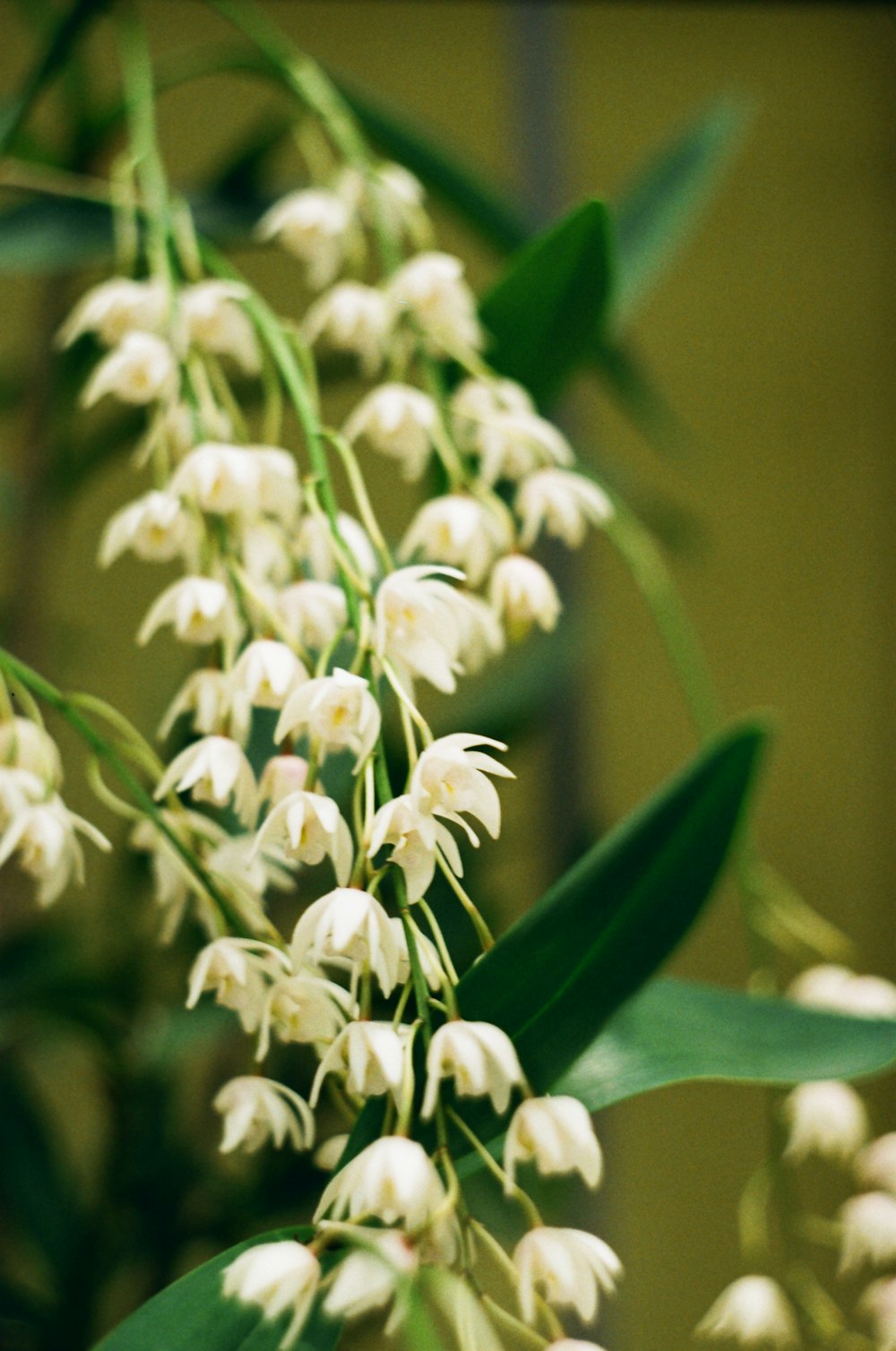 a close up of a bunch of white flowers