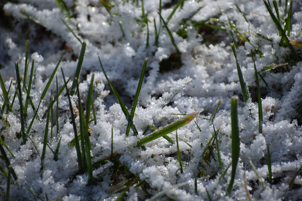 the grass is covered in snow and ice